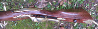 Black Walnut .54 Caliber German Jaeger